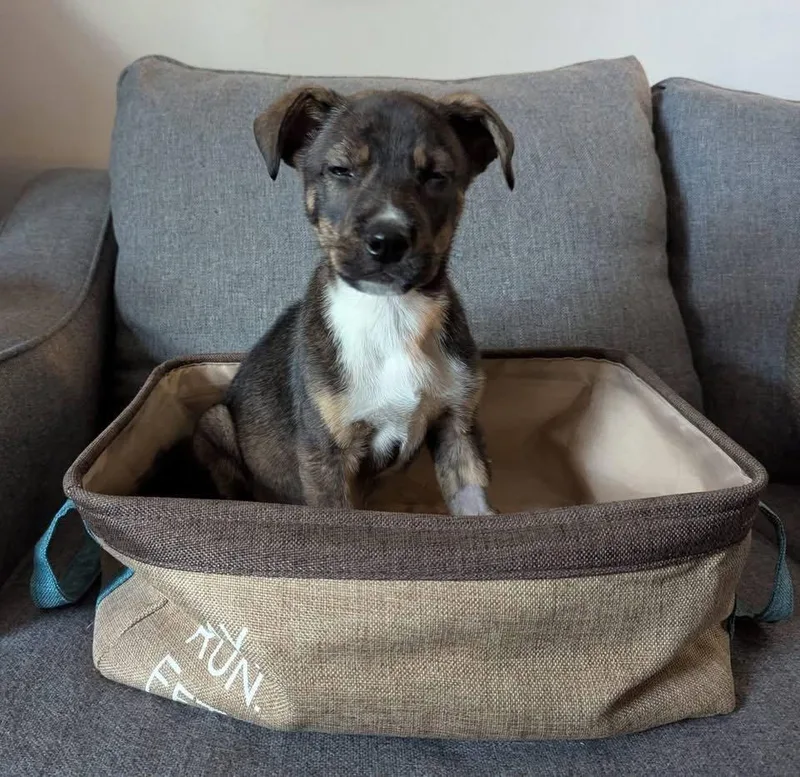 Faithful Forester thumbnail 2