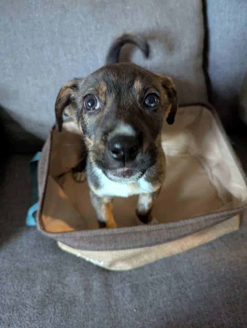 Faithful Forester thumbnail 3