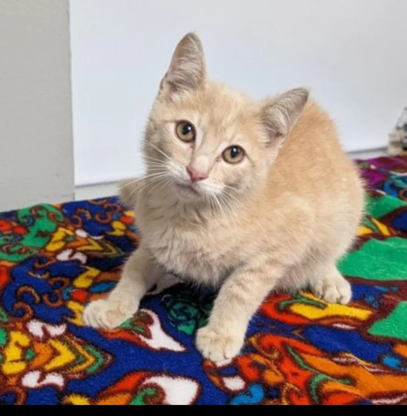 A baby small-sized male Buff & White American Shorthair cat named Blaze for adoption in Troutman, NC