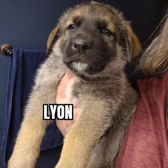 Lyon