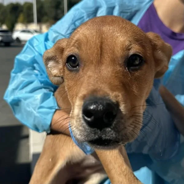 A baby small-sized female American Staffordshire Terrier dog named Turtleneck for adoption in Walnut Creek, CA