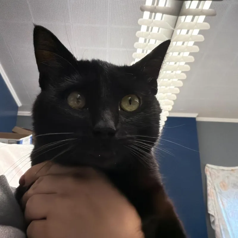 An adult medium-sized male Black Domestic Short Hair cat named Joey for adoption in Oak Hill, WV