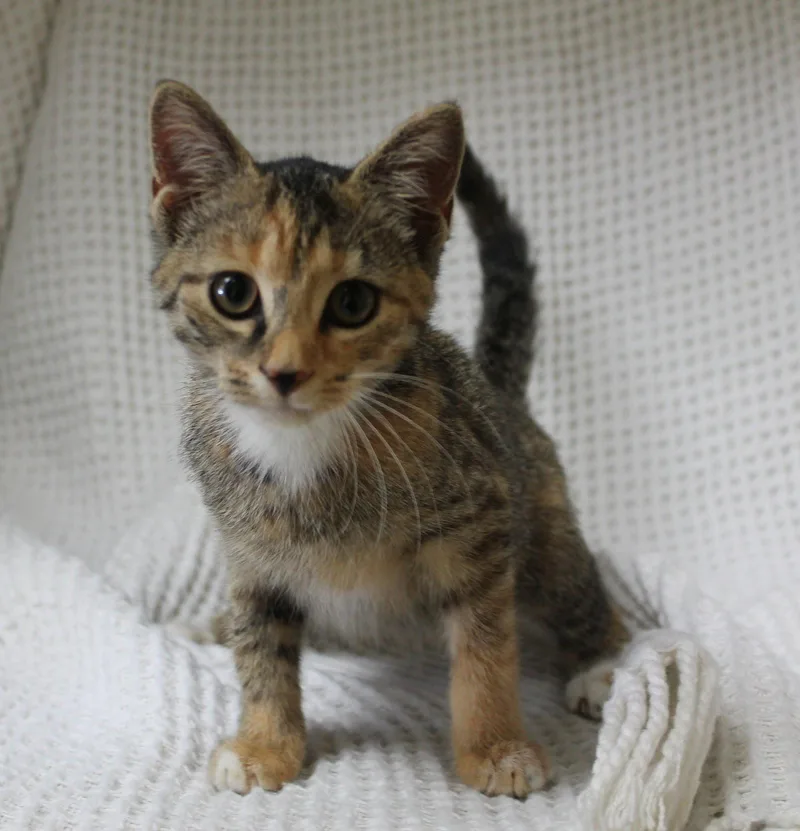 A baby medium-sized female Domestic Short Hair cat named Meeka for adoption in Prattville, AL