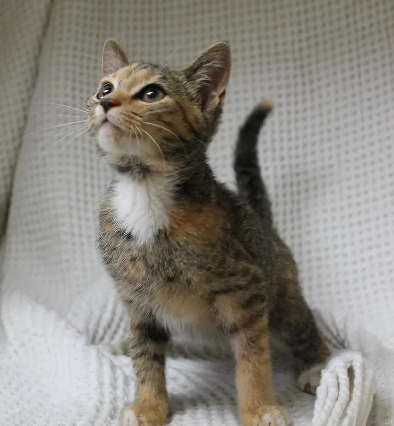 Meeka thumbnail 2