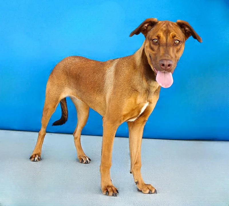 A young large-sized female Retriever dog named Mj for adoption in Pasadena, CA