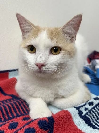 An adult small-sized male Domestic Short Hair cat named Sunny for adoption in Phoenix, AZ