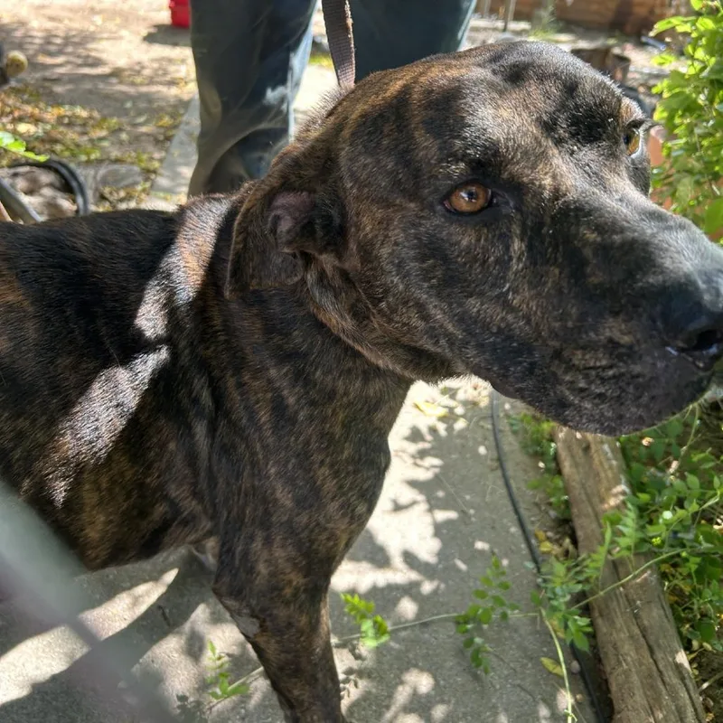 An adult large-sized male Brown / Chocolate Pit Bull Terrier dog named Major for adoption in Buchanan Dam, TX