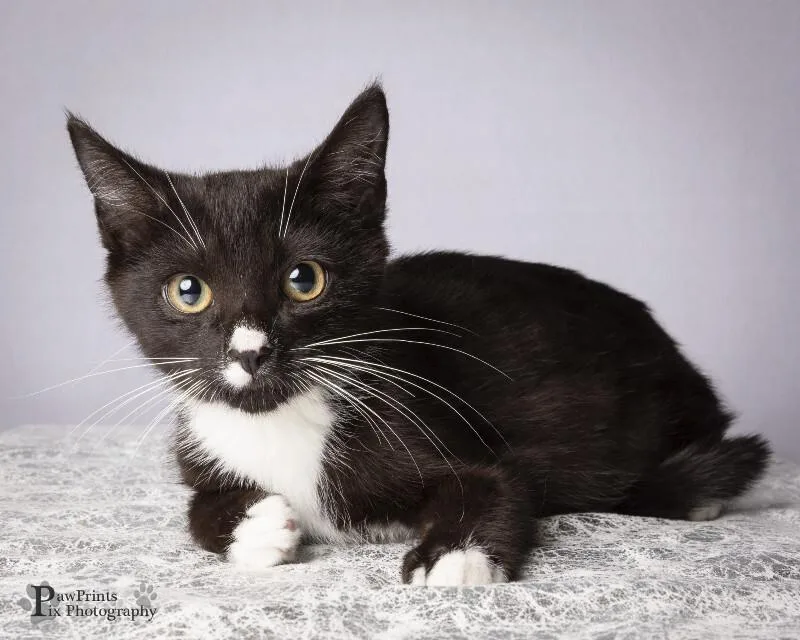 An adult medium-sized male Black & White / Tuxedo Domestic Short Hair cat named Quill for adoption in Maryville, TN