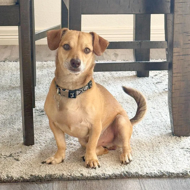 An adult small-sized male Yellow / Tan / Blond / Fawn Dachshund dog named Travis for adoption in Flower Mound, TX
