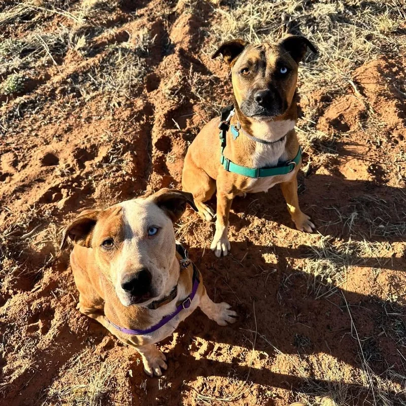 Chickadee thumbnail 2