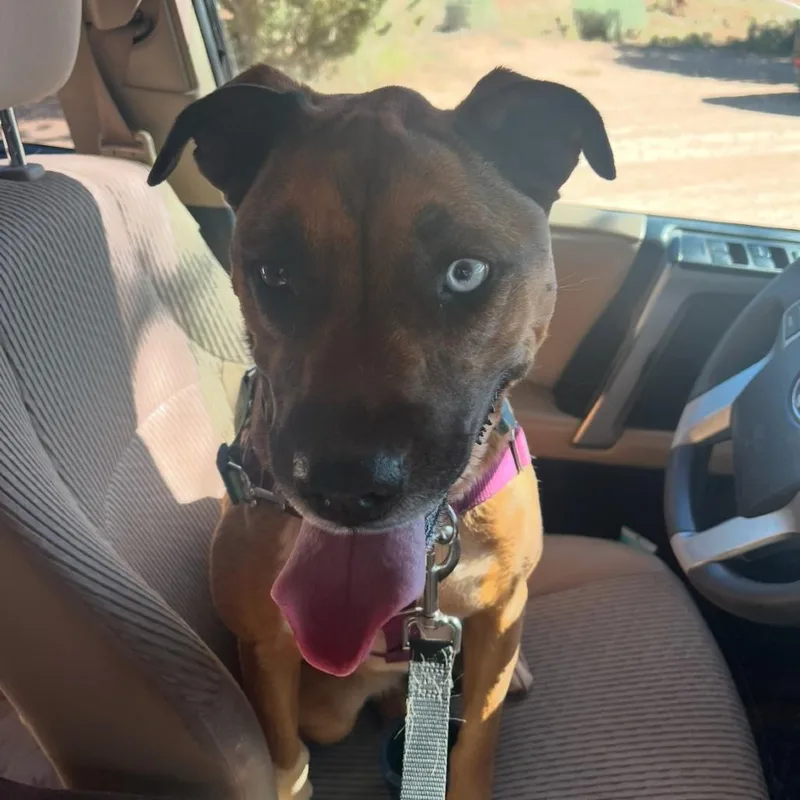 Chickadee thumbnail 3