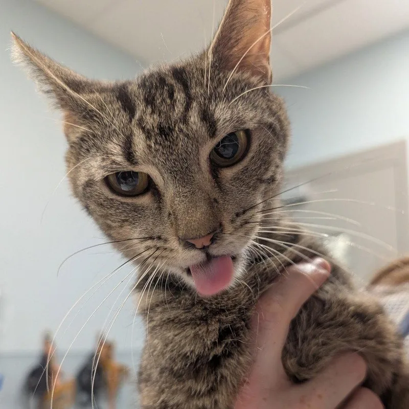 An adult medium-sized female Domestic Short Hair cat named Andromeda for adoption in New Castle, DE