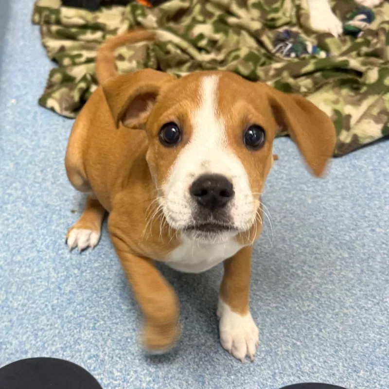 A baby small-sized male Brown / Chocolate Mixed Breed dog named Percy for adoption in Gainesville, FL
