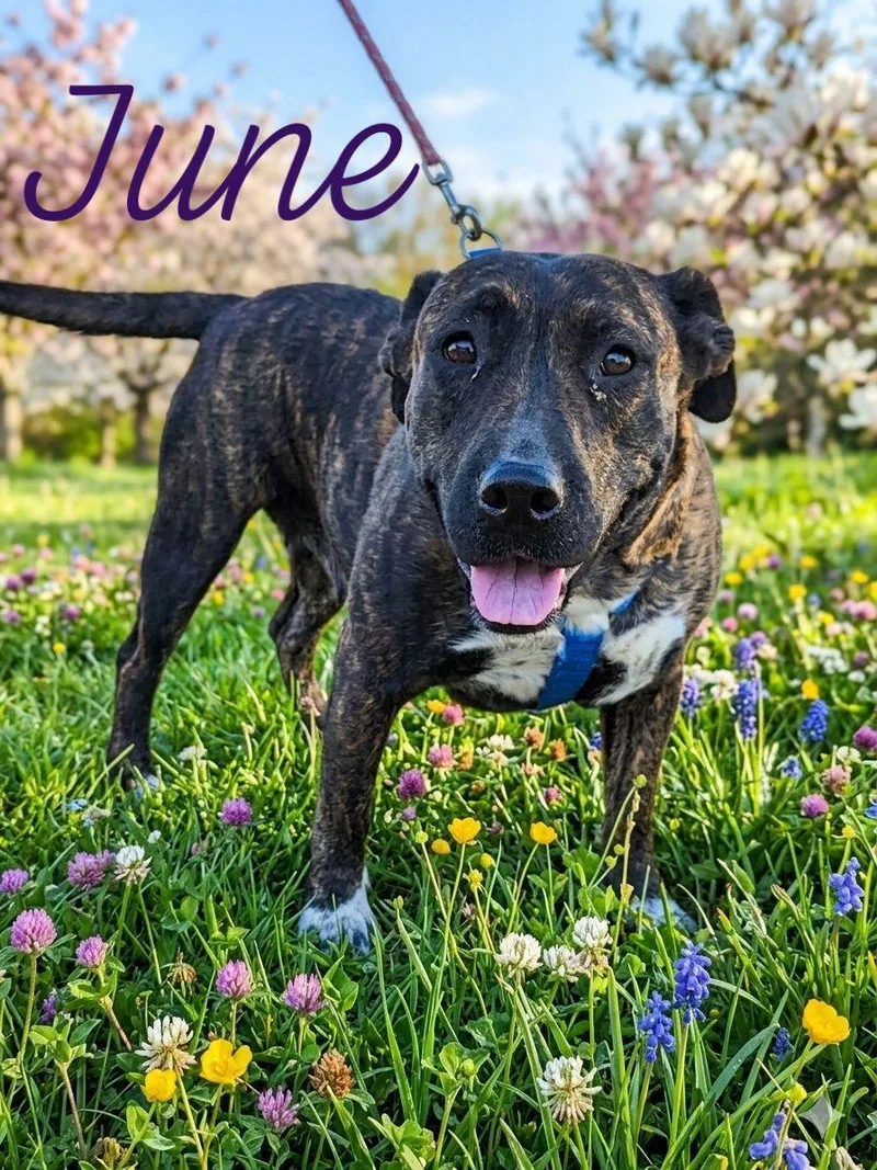 A young medium-sized female Brindle Cattle Dog dog named June for adoption in Bowie, TX