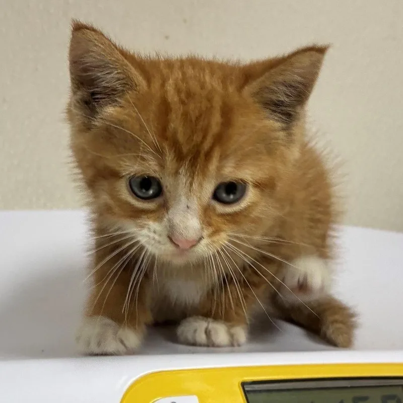 A baby small-sized male Orange / Red Domestic Short Hair cat named Mixer for adoption in Bryan, TX