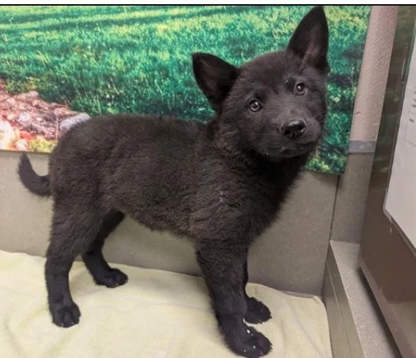 A baby small-sized female Black Chow Chow dog named Please Save Us  for adoption in San Marcos, CA
