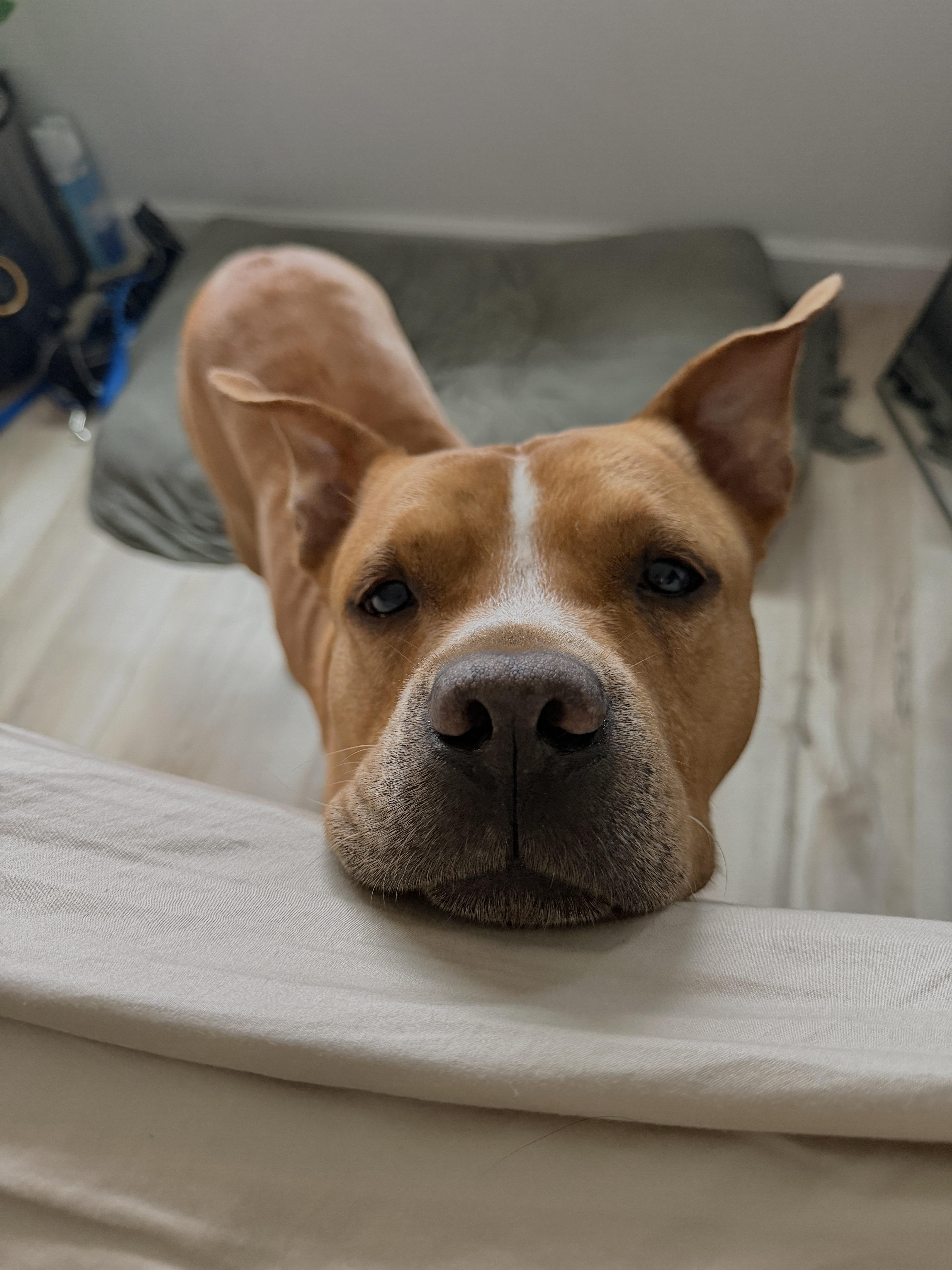 A young medium-sized male American Staffordshire Terrier dog named Seamus for adoption in Fort Lauderdale, FL