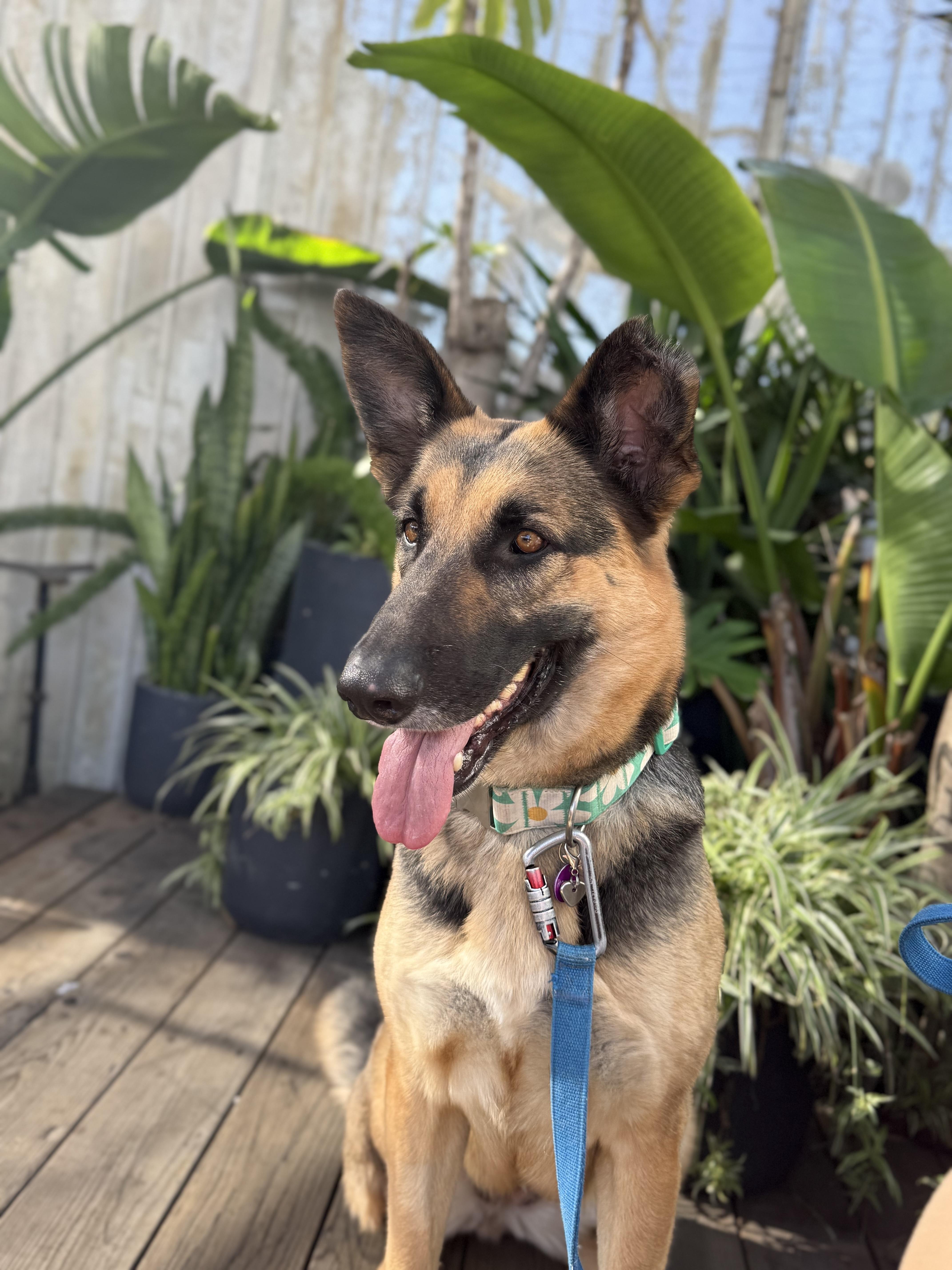 A young large-sized female Bicolor German Shepherd Dog dog named Daisy for adoption in West Hollywood, CA