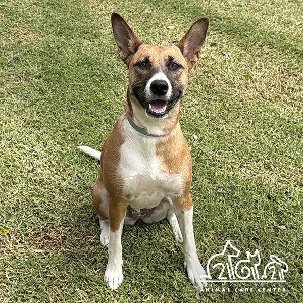 A young medium-sized female German Shepherd Dog dog named Daisy May for adoption in Irvine, CA