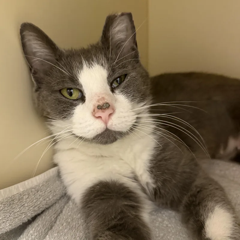 A young medium-sized female Gray & White Domestic Short Hair cat named Lilly for adoption in Cooperstown, NY
