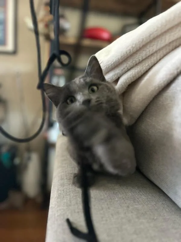A young small-sized male Gray / Blue / Silver Maine Coon cat named Newt for adoption in Yorba Linda, CA