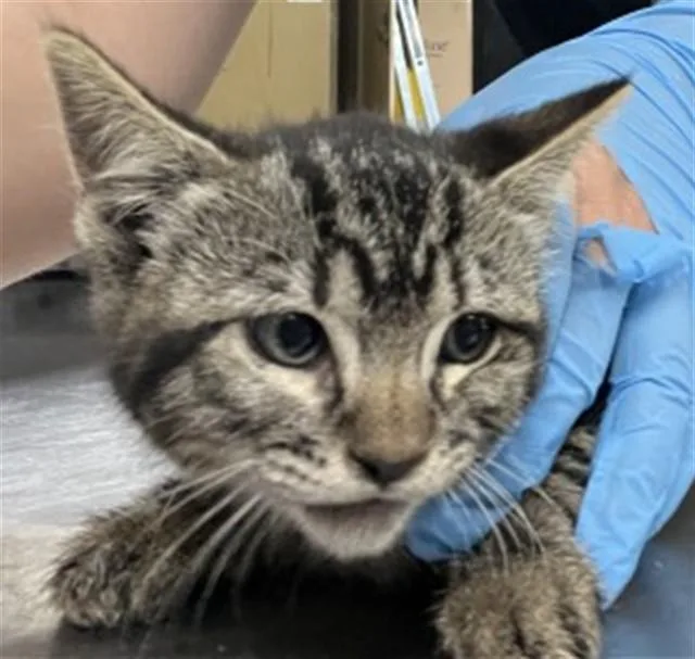 A baby small-sized male Domestic Short Hair cat named Adonis for adoption in San Bernardino, CA