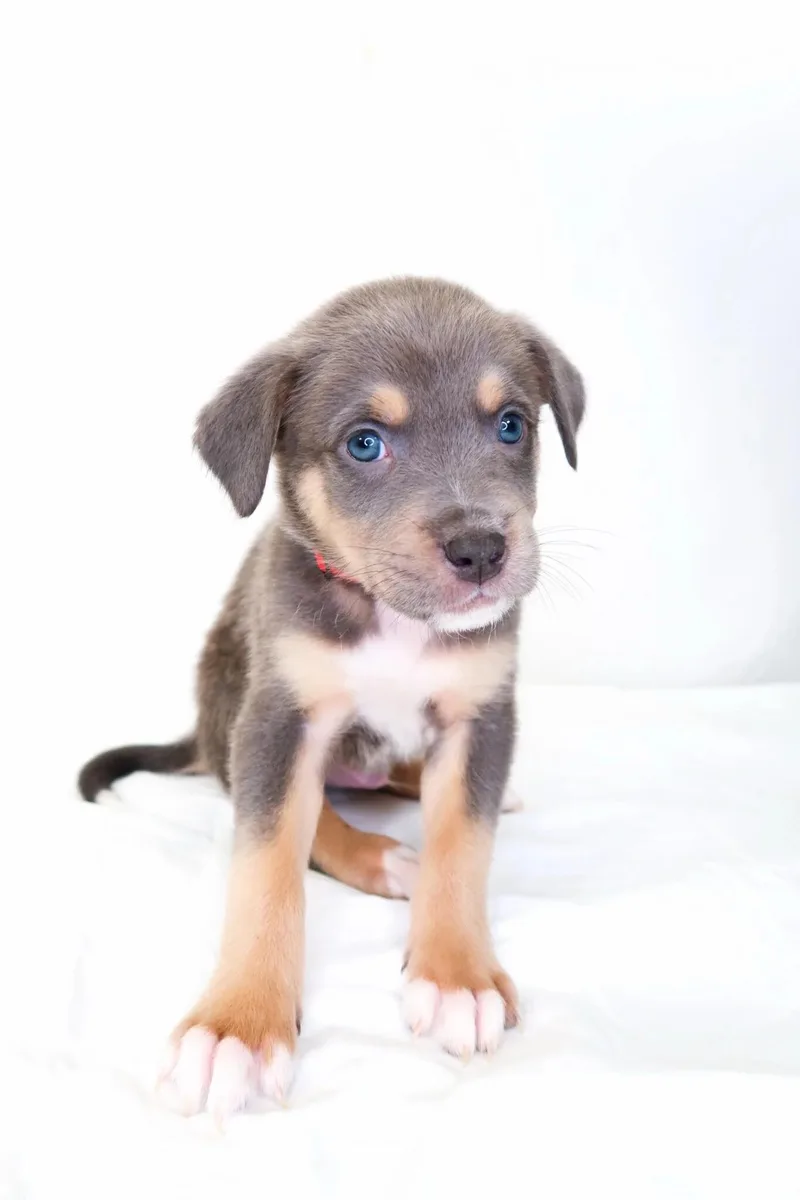 A baby medium-sized male Gray / Blue / Silver Shepherd dog named Cookie Crisp for adoption in Bixby, OK
