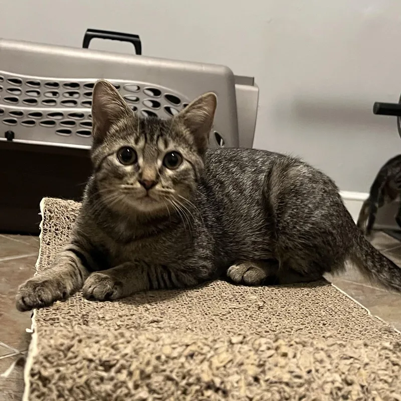 A baby medium-sized female Tabby (Brown / Chocolate) Tabby cat named Saddie for adoption in Memphis, TN