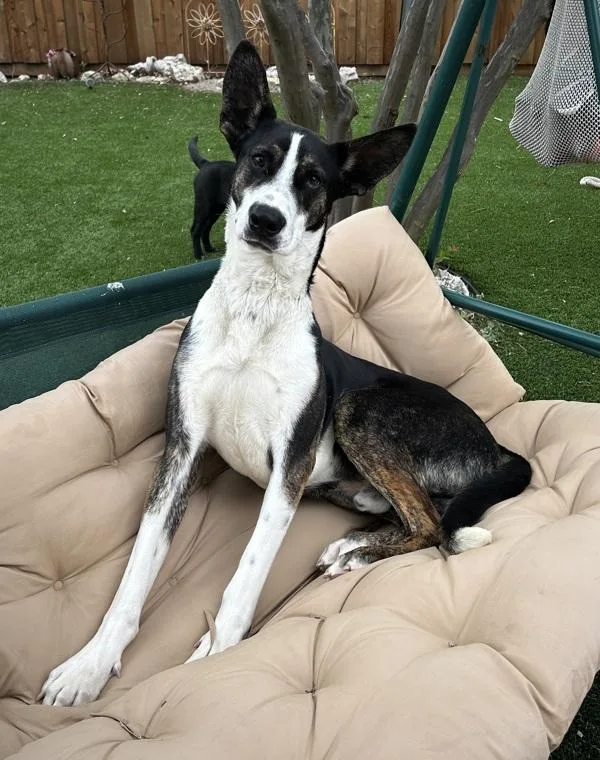 A young large-sized male Pharaoh Hound dog named Banjo for adoption in Stratham, NH