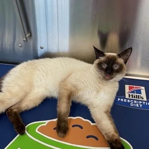 An adult medium-sized male Seal Point Siamese cat named Peter for adoption in Decatur, AL