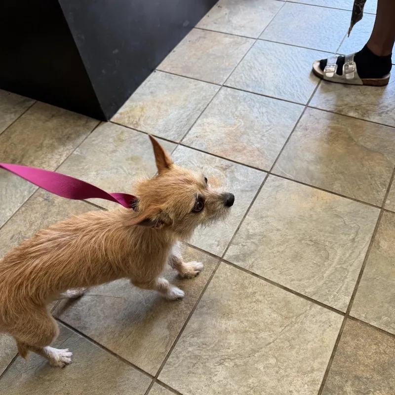 A young small-sized male Yellow / Tan / Blond / Fawn Mixed Breed dog named Enzo for adoption in Melrose, FL