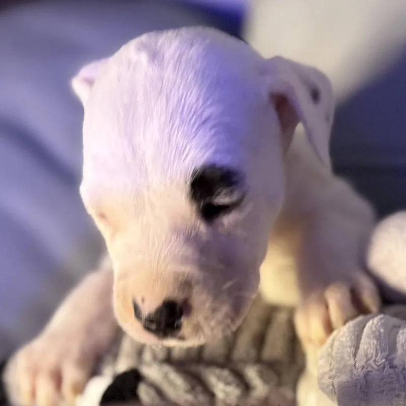 Toulouse thumbnail 3