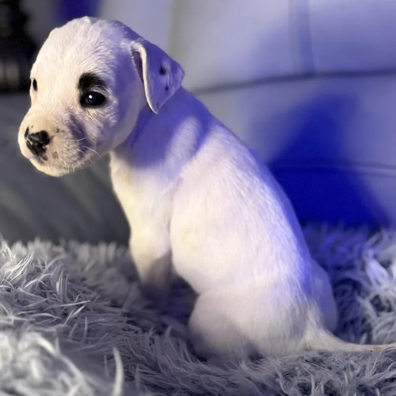 Toulouse thumbnail 4