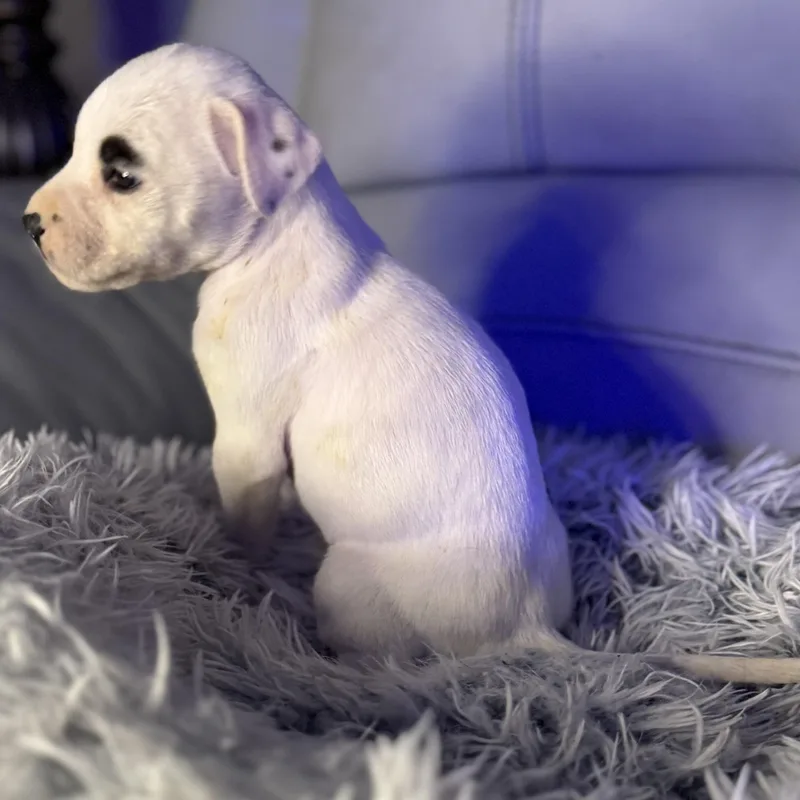 Toulouse thumbnail 5