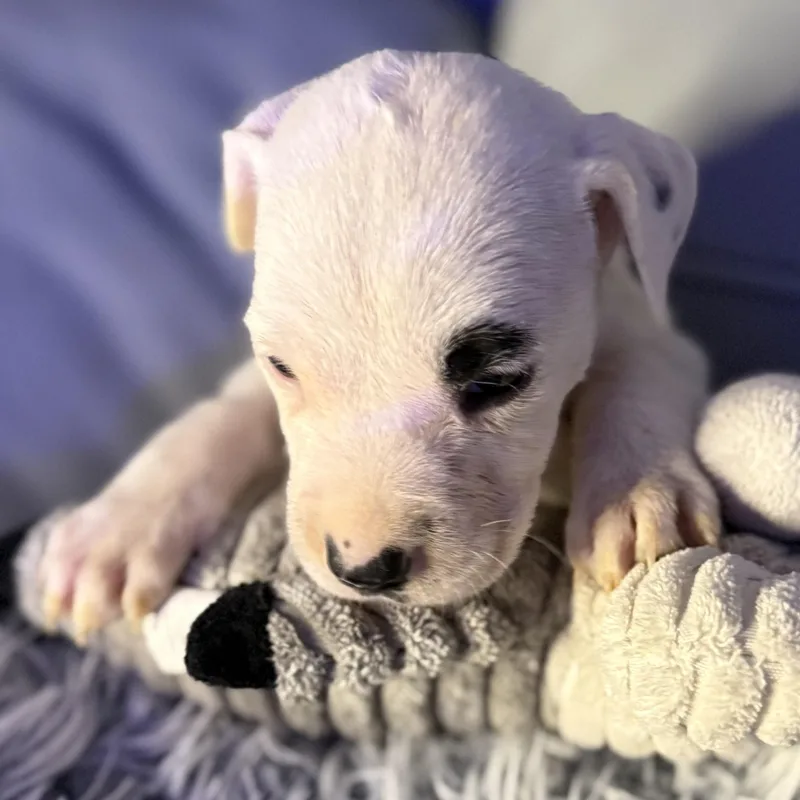 Toulouse thumbnail 6