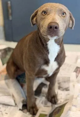 A young large-sized female Pit Bull Terrier dog named Ethel for adoption in Newport, KY