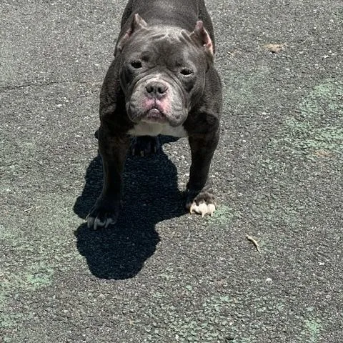A young medium-sized female Gray / Blue / Silver American Bully dog named Gabriella for adoption in Lyndhurst, NJ