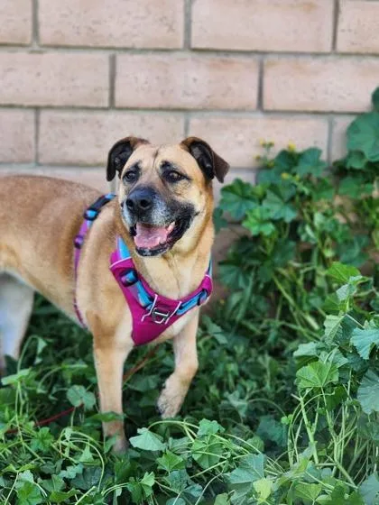 A senior extra large-sized female Mastiff dog named Reba for adoption in Visalia, CA