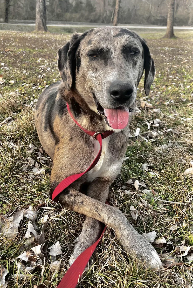 An adult large-sized male Catahoula Leopard Dog dog named Speck for adoption in Manchester, CT