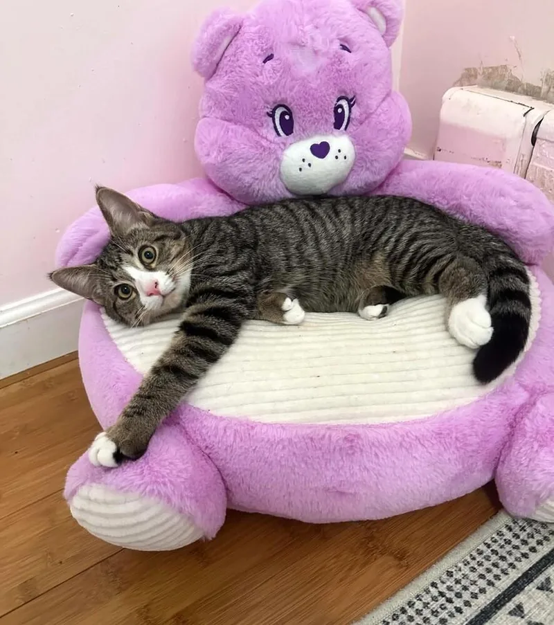 A baby medium-sized male Domestic Short Hair cat named Georgie Porgie for adoption in Elmsford, NY
