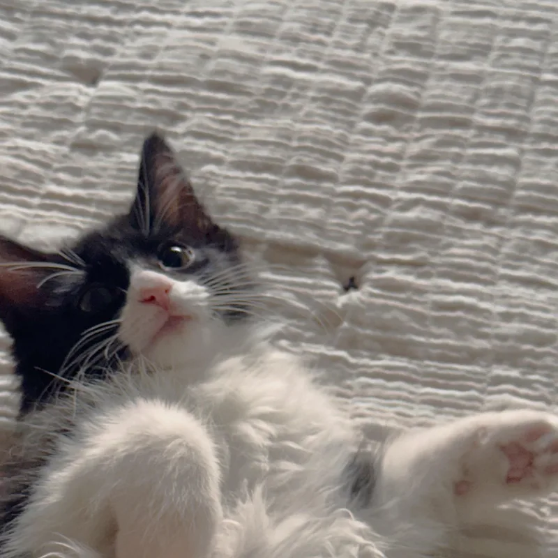 A baby medium-sized female Black & White / Tuxedo Domestic Long Hair cat named Elsa for adoption in Denver, CO