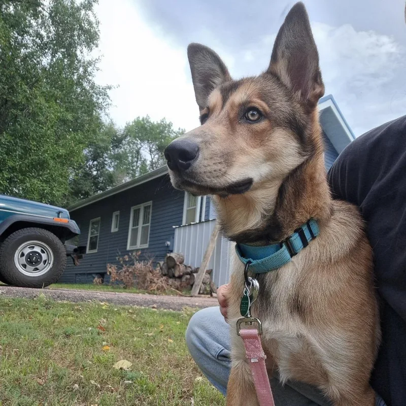 A young medium-sized male Yellow / Tan / Blond / Fawn Mixed Breed dog named Sarge for adoption in Buffalo, MN