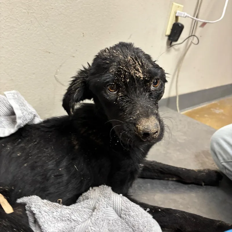 A baby small-sized male Black Labrador Retriever dog named Smokey for adoption in Yuma, AZ