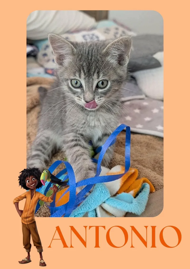 Antonio