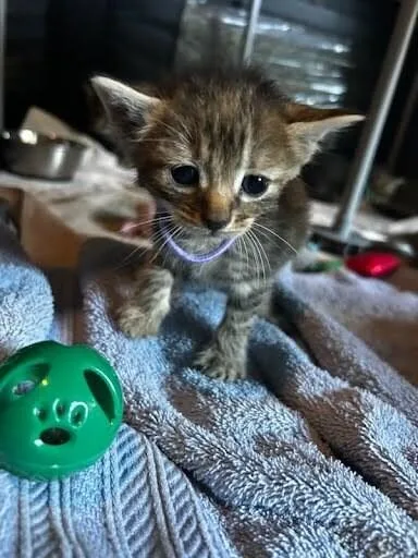 A young medium-sized female Tabby (Brown / Chocolate) Domestic Short Hair cat named Stimpy for adoption in Cincinnati, OH