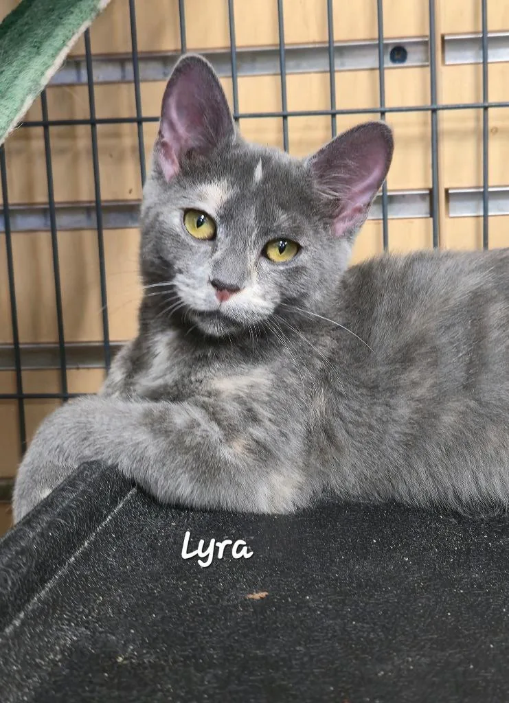 A baby medium-sized female Domestic Short Hair cat named Lyra for adoption in Cedar Rapids, IA