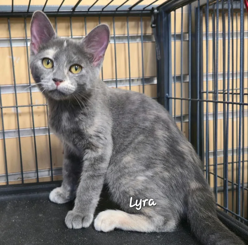 Lyra thumbnail 2