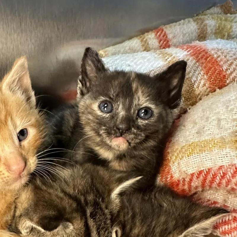 A baby extra large-sized female Tortoiseshell Domestic Short Hair cat named Quintana Roo for adoption in Los Angeles, CA