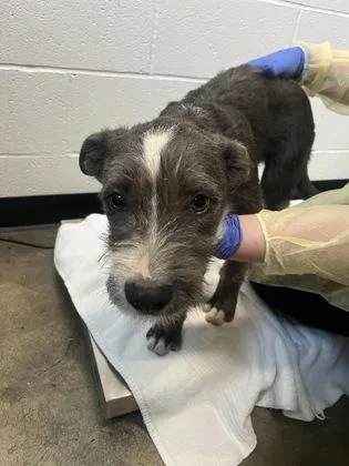 A baby small-sized male Terrier dog named Sun Butter for adoption in Sacramento, CA