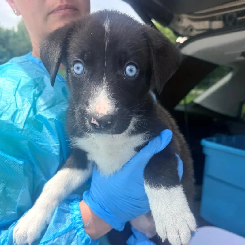 A baby small-sized female Black Mixed Breed dog named Allie for adoption in Corinth, MS